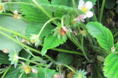Botrytis-3