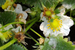 botrytis-2