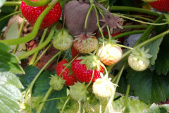 botrytis-7