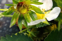 botrytis-det
