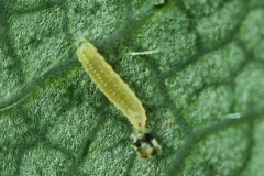 Feltiella
