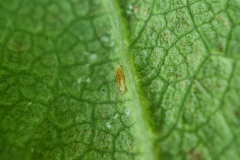 Feltiella-larva-2