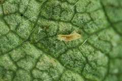 Feltiella-larva