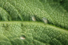 Feltiella-pupa