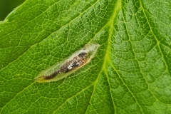 Hoverfly-larva