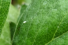 Lacewing-egg