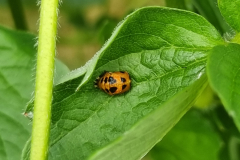 Ladubug-pupa