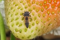 Ladybug-larva