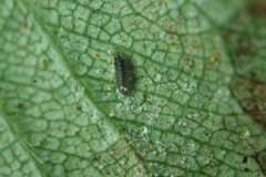 Stethorus-punctillum