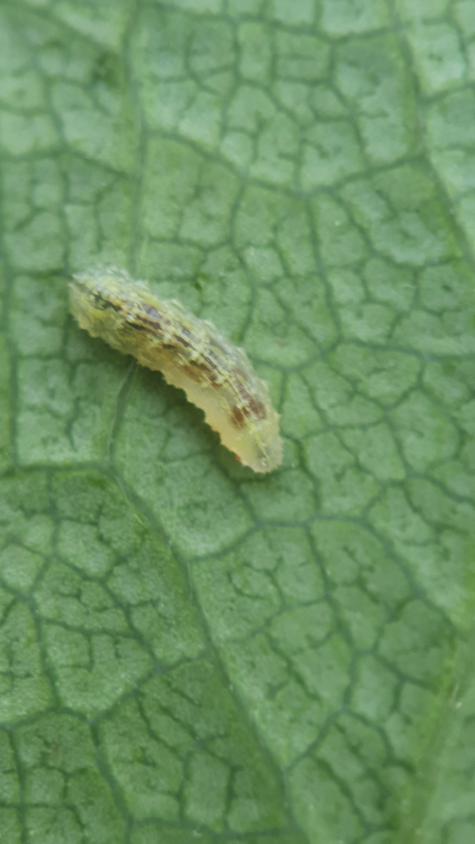 Larva of Hoverfly
