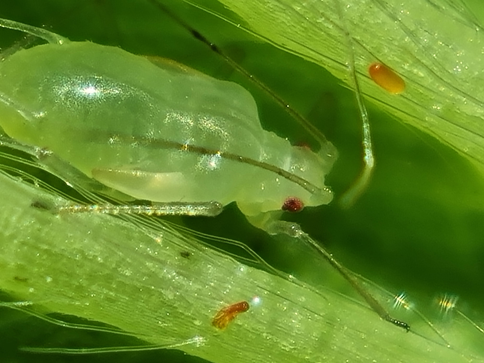 Aphid with several eggs of Aphidoletes