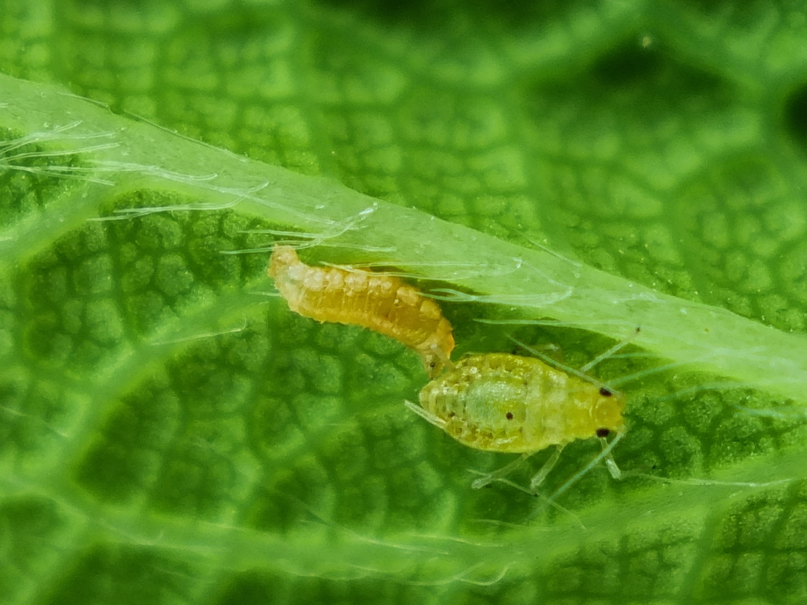 Aphidoletes attacking Aphid