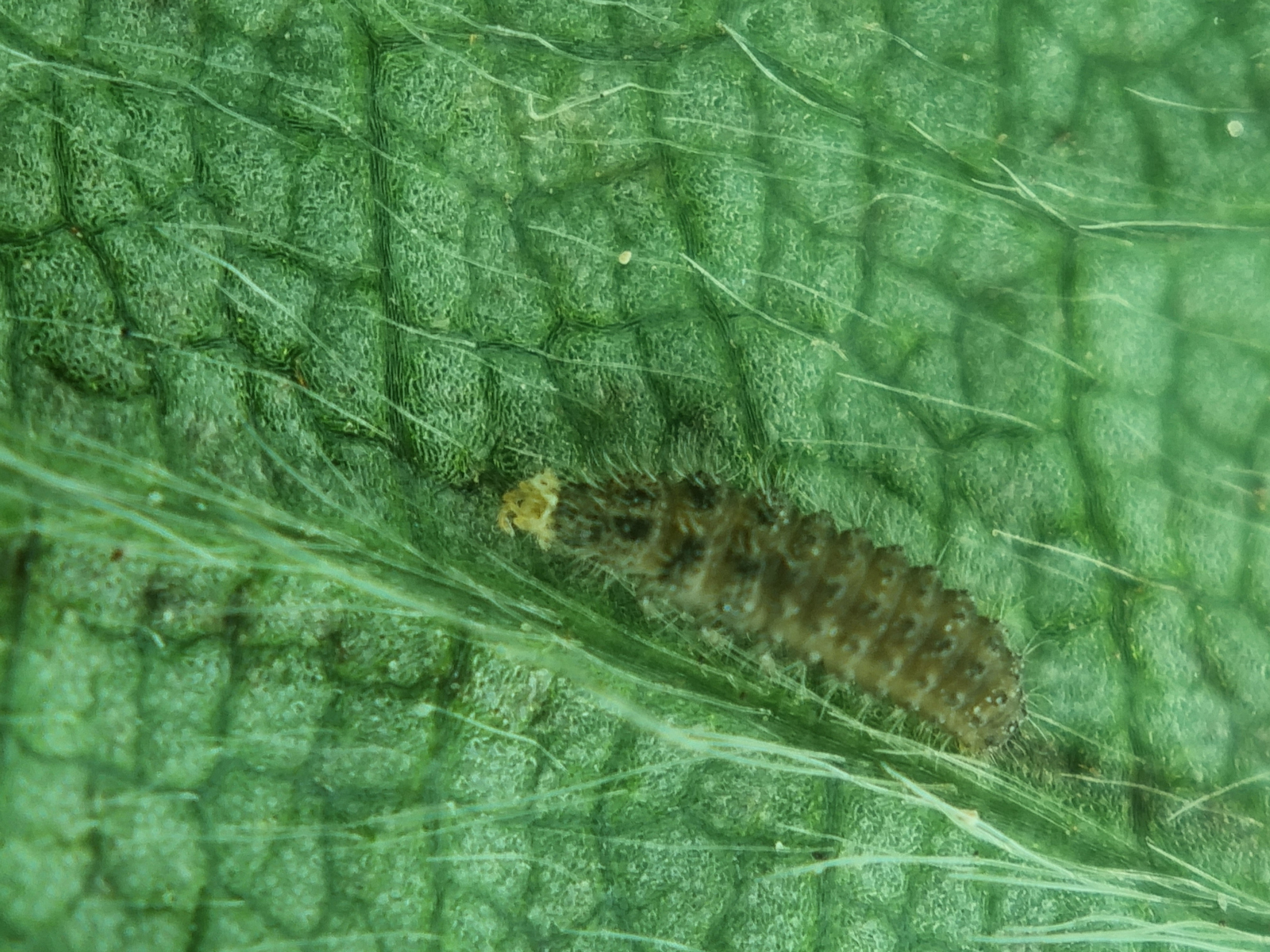Lacewing larve eating spidermite