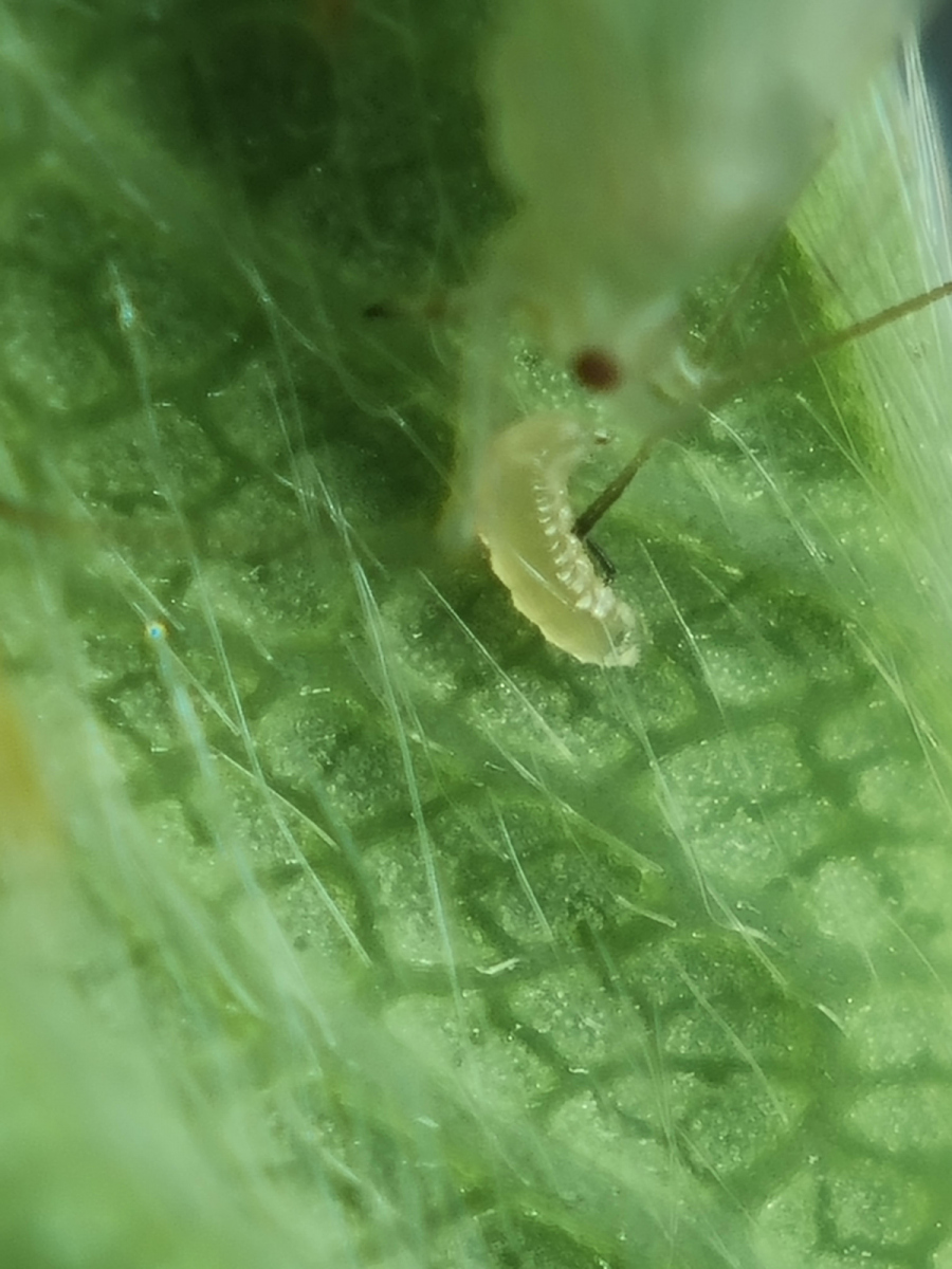 aphidoletes vs aphid