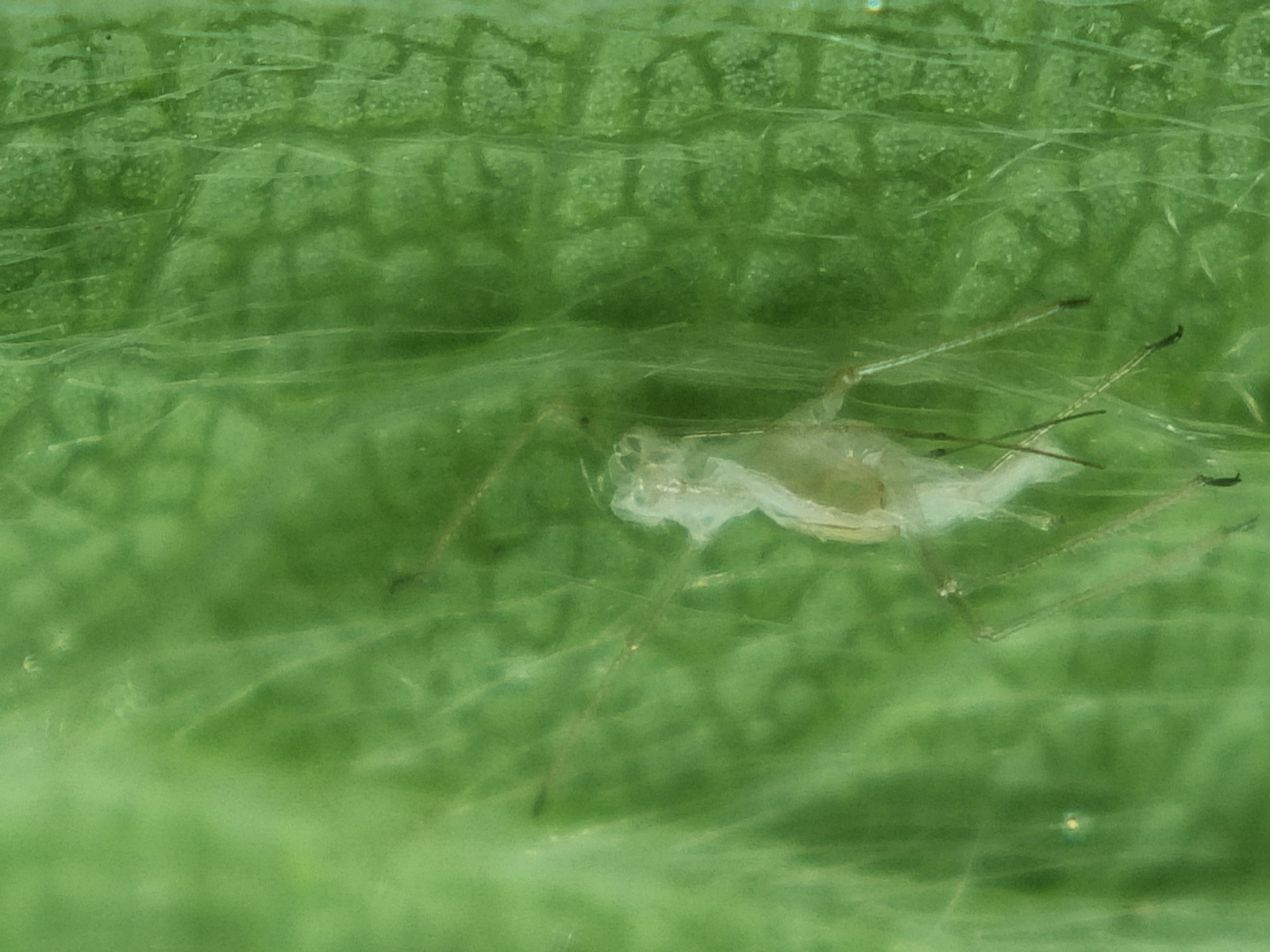 Aphid remains after aphidoletes consumption
