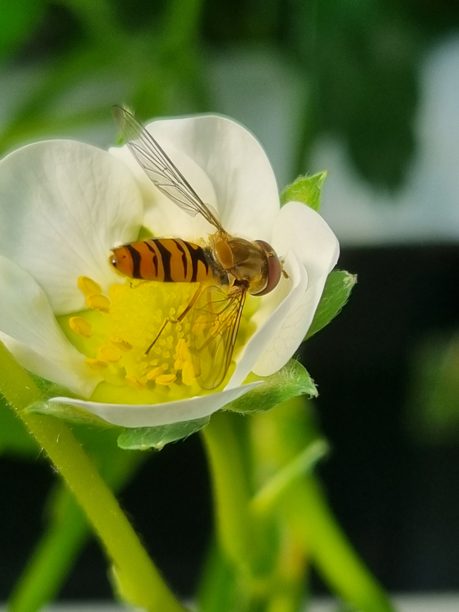 Hoverfly in strawberry flower