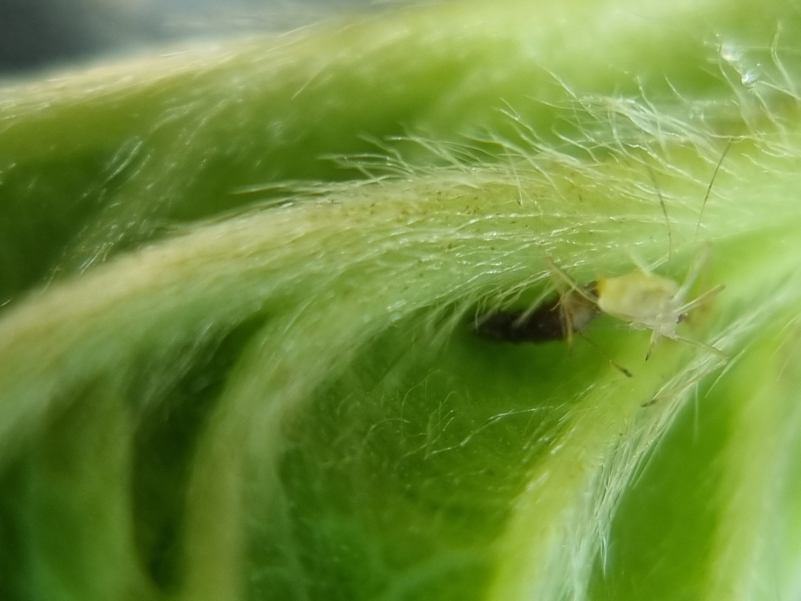 Lacewing larva attacking aphid