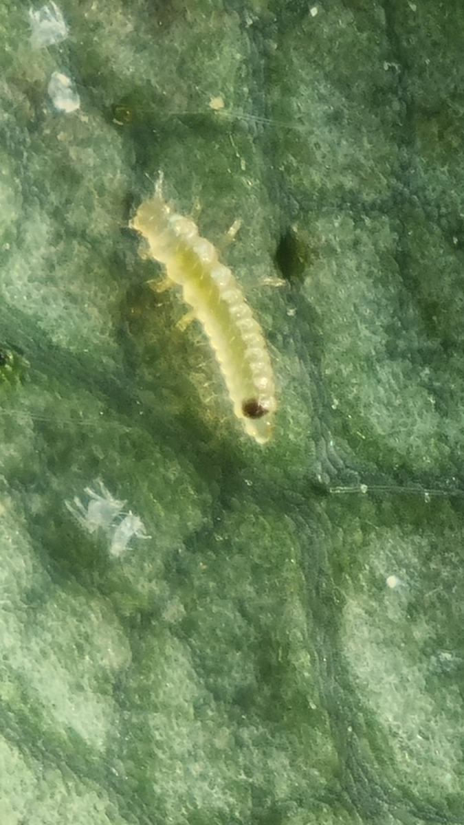 Lacewing larva searching for spidermites