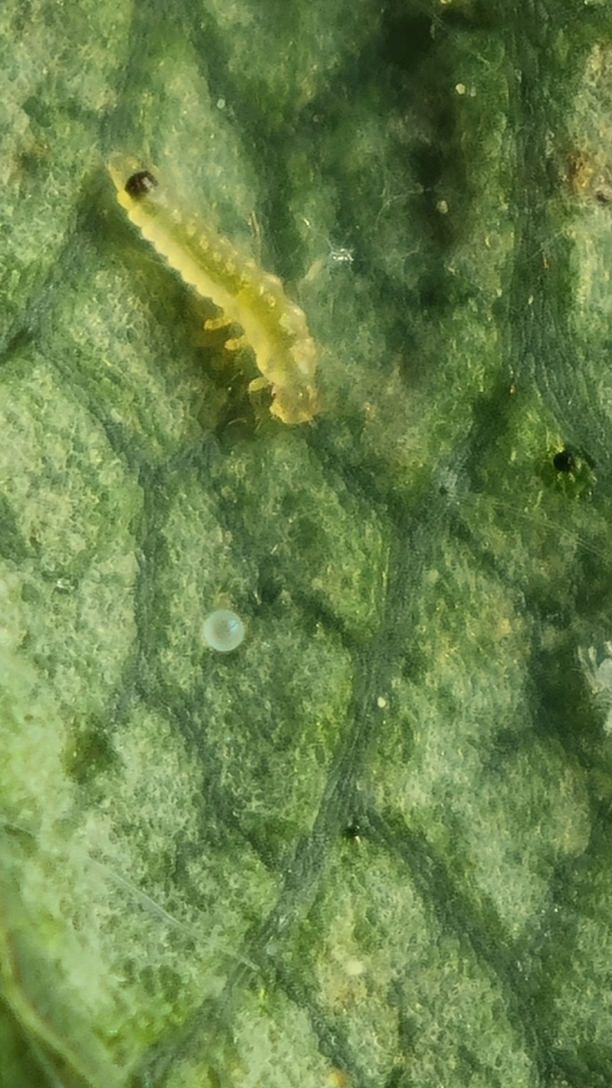 Lacewing larva spidermite egg