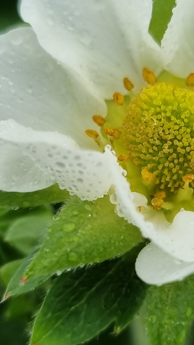 flower with morning dew
