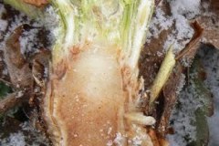frost-large-damage