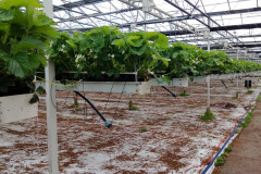 glasshousecrop