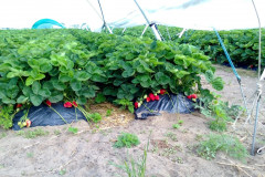 hu-elevated-beds-small