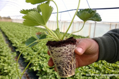 trayplant