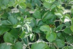 IMG-8dcd69ae849fe49af3058ffaf94c6cd3-V