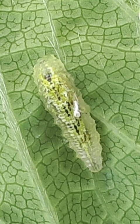 Larva of hoverfly