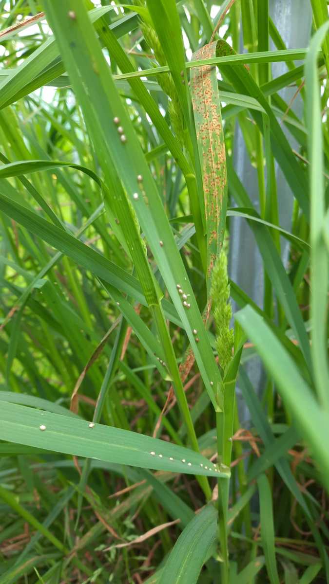 Aphids + predated on grass below table top