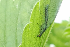 Lacewing