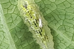 Larva of hoverfly
