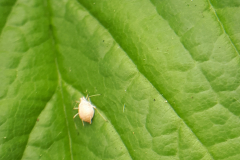 Predatized aphid