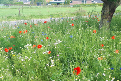Flower border