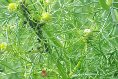 Aphids in flower border (not in strawberries)