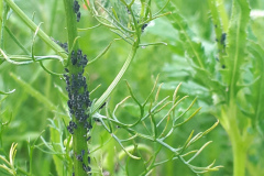 Aphids in flower border (not in strawberries)