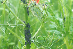Aphids in flower border (not in strawberries)