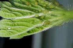 Aphids and egg of hoverfly