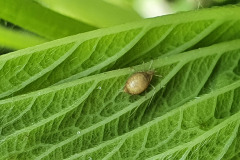 predatized aphid