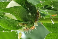Aphids and larva of aphidoletes