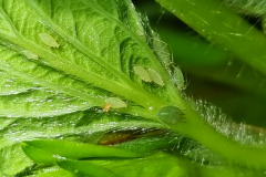 Aphids and egg of aphidoletes