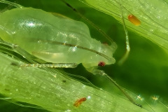 Aphids and eggs of aphidoletes (orange)