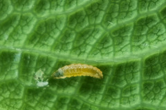 Aphidoletes eatin aphid
