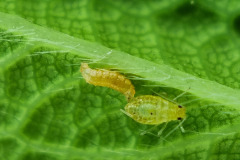 Aphidoletes attacking aphid