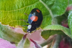 Ladybug