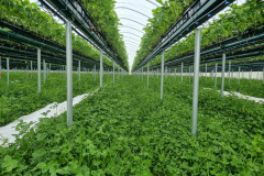 Excellent strawberries with cover crop