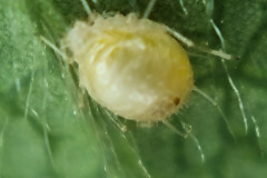 Predatized aphid
