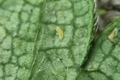 Feltiella