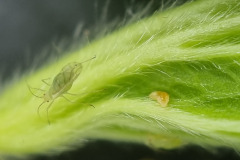 Aphidoletes larva + aphid